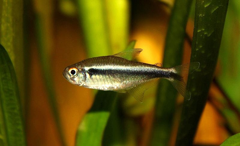 File:05.Hyphessobrycon herbertaxelrodi.JPG