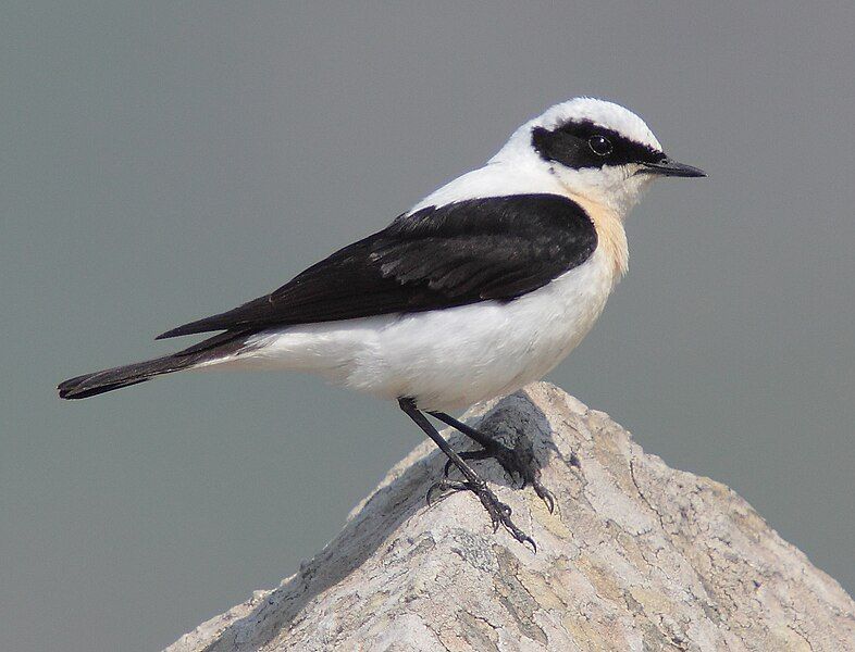 File:45-090506-black-eared-wheatear-at-Ipsilou-Monastery-.jpg