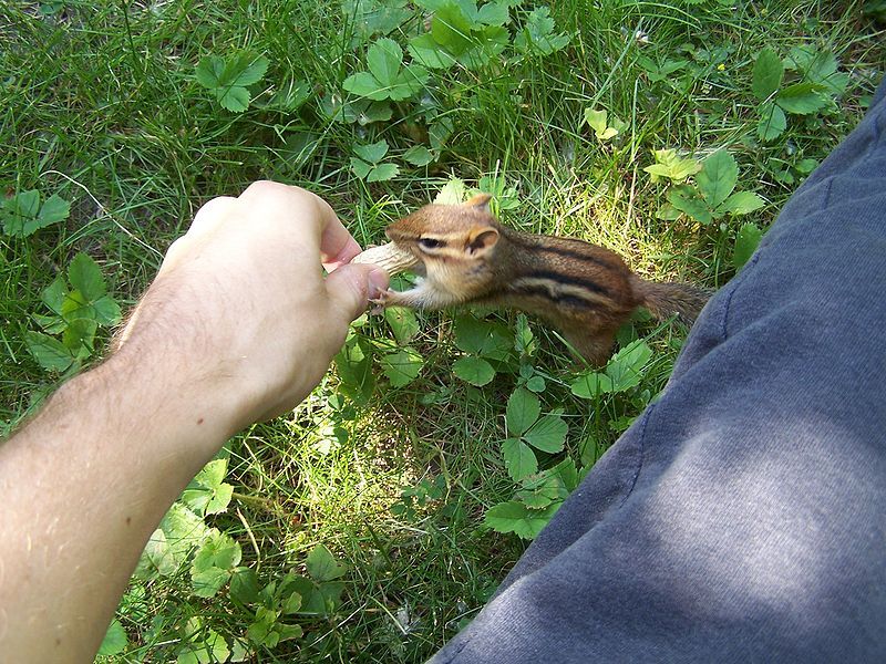 File:A peanut treat.jpg