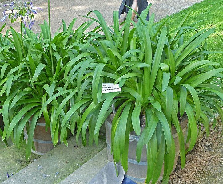 File:Agapanthus africanus leaves.jpg