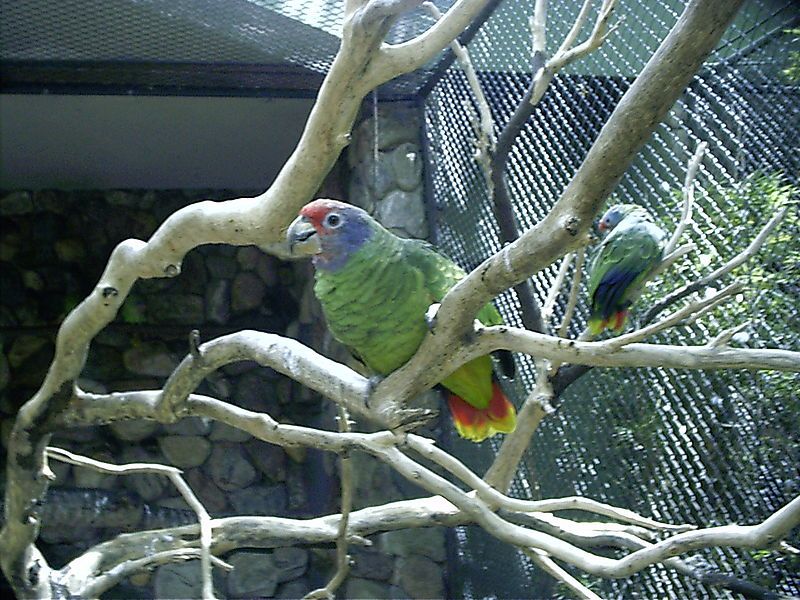 File:Amazona brasiliensis -zoo-8a.jpg