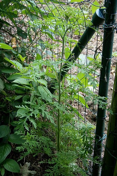 File:Ambrosia artemisiifolia003.jpg