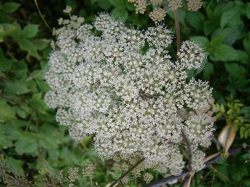 File:Angelica sylvestris 003.jpg