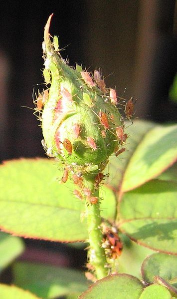 File:Aphid rose.jpg