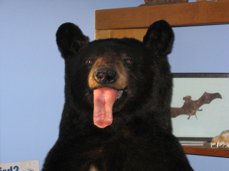 File:April Fool's Bear.jpg