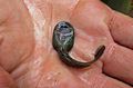 Image 10Ascaphus montanus tadpole (supine position), showing the large oral sucker (from Tailed frog)