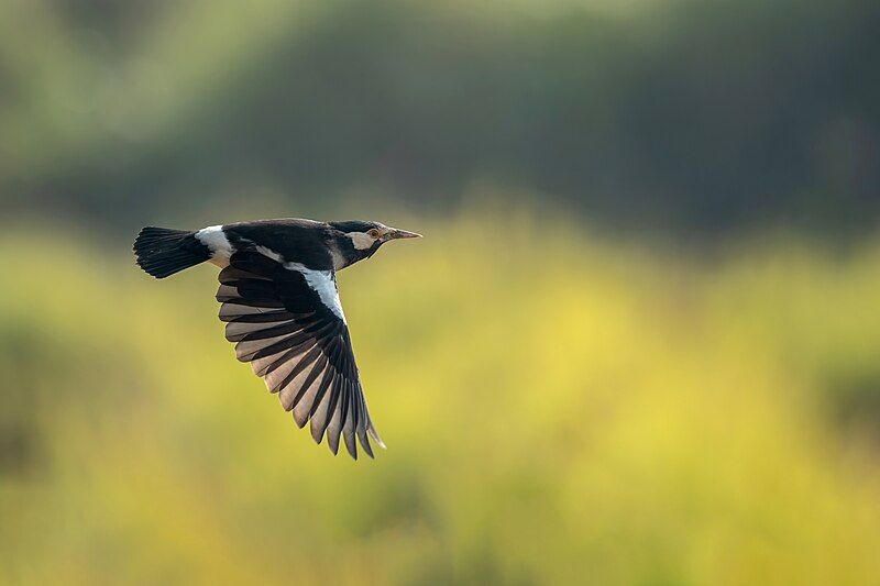 File:Asian-Pied Starling.jpg