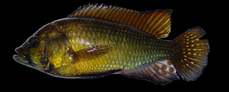 File:Astatoreochromis-alluaudi-LakeRweru-GB.jpg