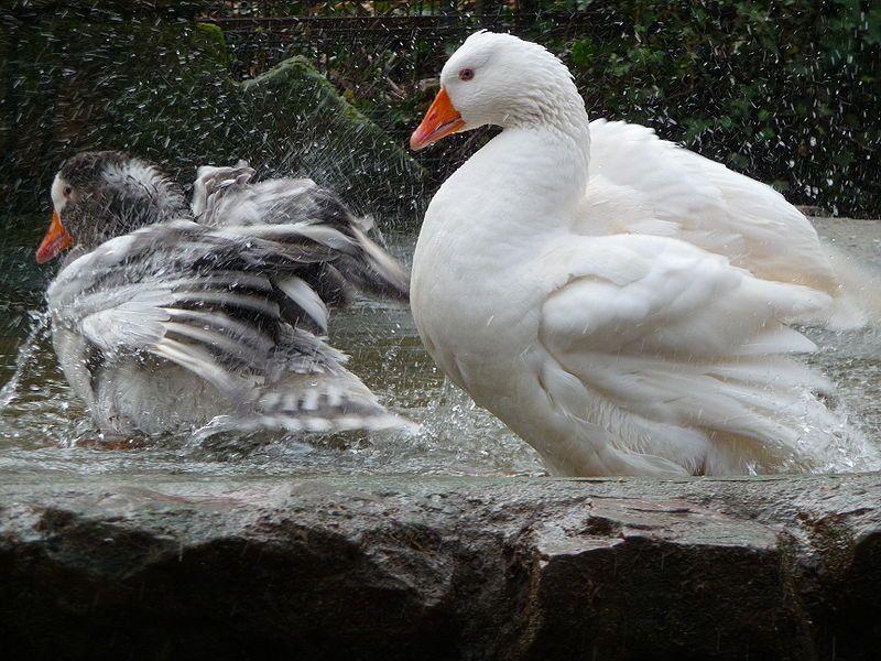 File:Badendes Gänsepaar.JPG