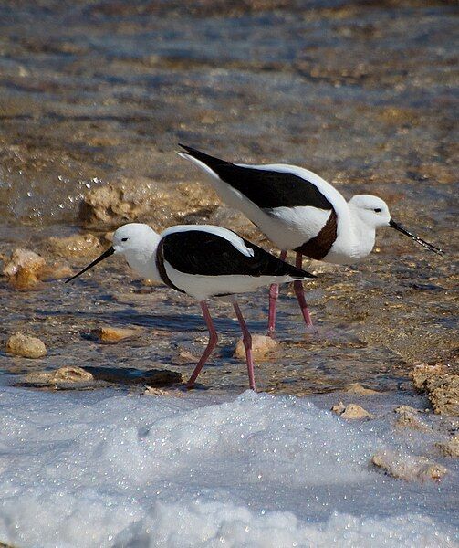 File:Banded Stilts Rottnest.jpg