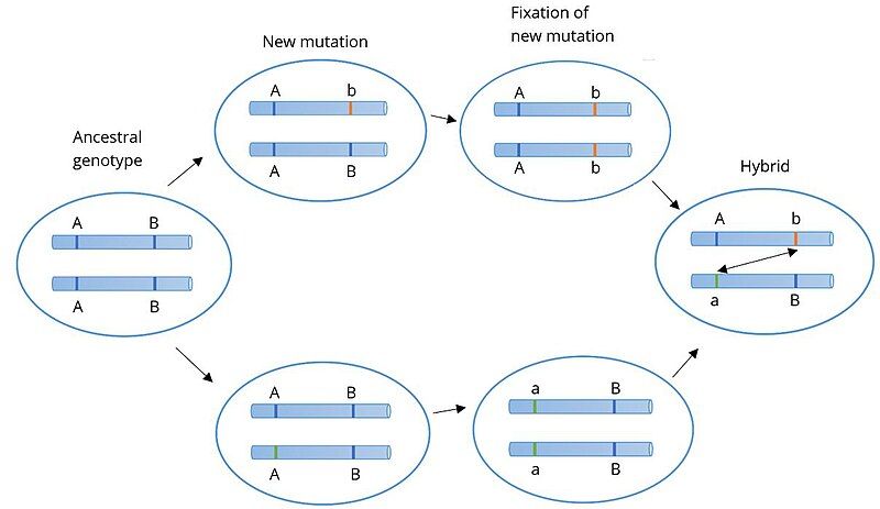 File:Bateson-Dobzhansky-Muller model. .jpg