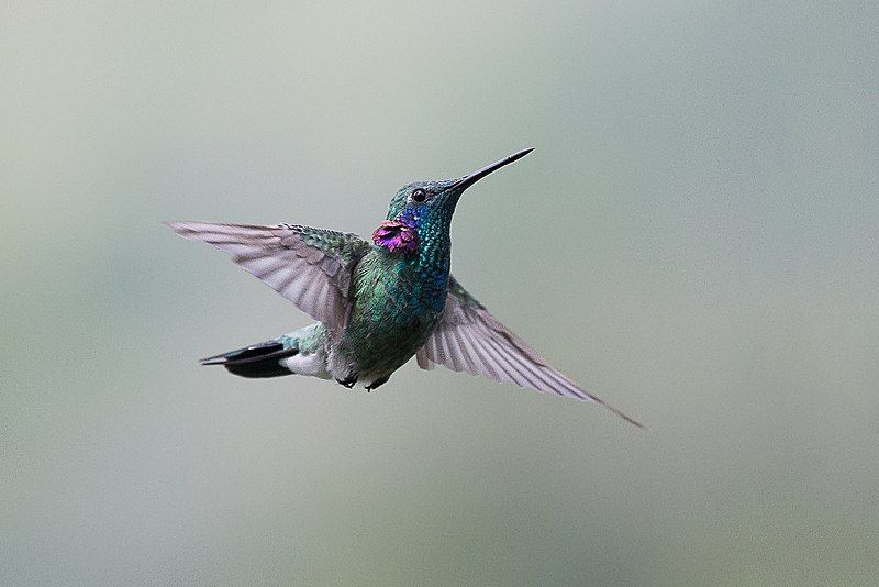 File:Beija-flor-de-orelha-violeta.jpg