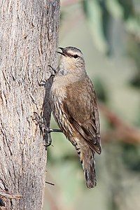 Brown treecreeper, by Fir0002