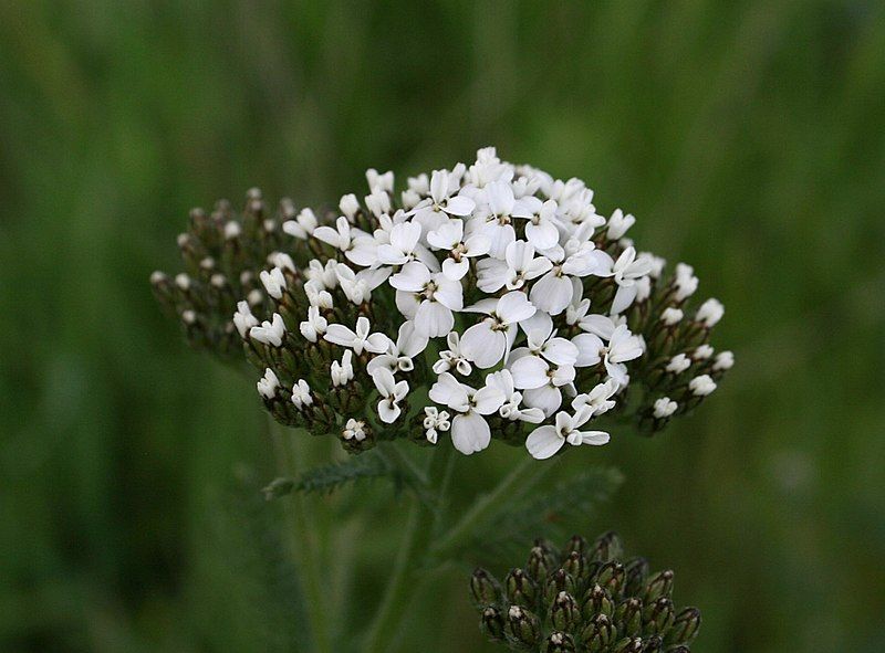 File:Budding yarrow.jpg