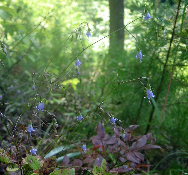 File:Campanula divaricata.jpg