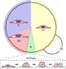 Illustration of cell rounding in mitosis