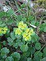 Chrysosplenium alternifolium