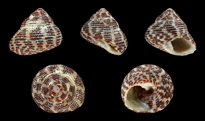 File:Clanculus kraussii 01.JPG