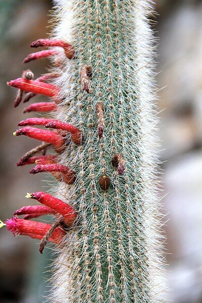 File:Cleistocactus hyalacanthus pm1.jpg