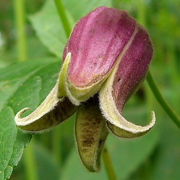 File:Clematis viorna.jpg