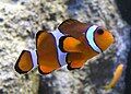 and more clown fish