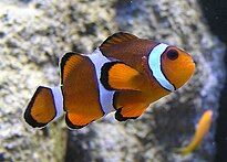 Percula Clownfish in a zoo