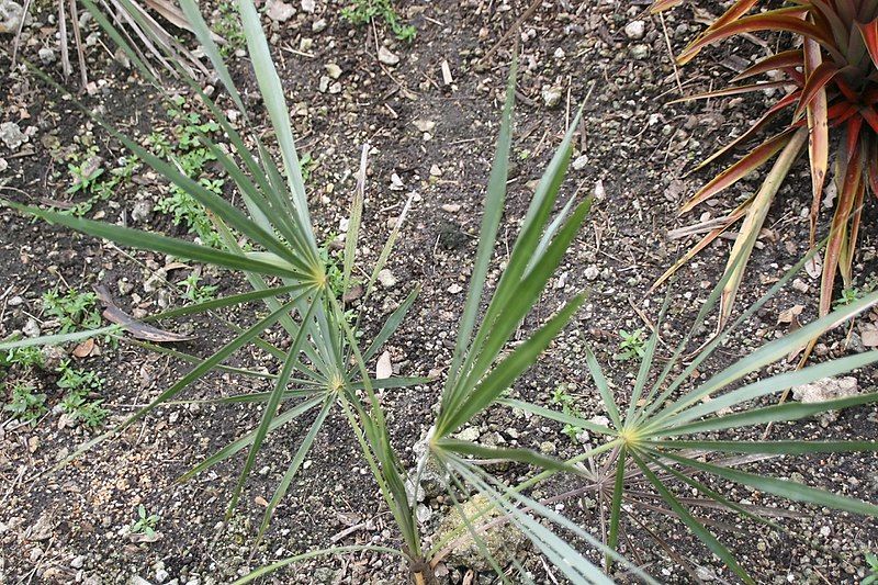 File:Coccothrinax gracilis 2zz.jpg