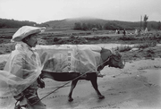 Farmer with his companion in Namwon (1982)