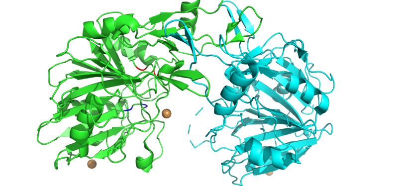 File:DNase II.png