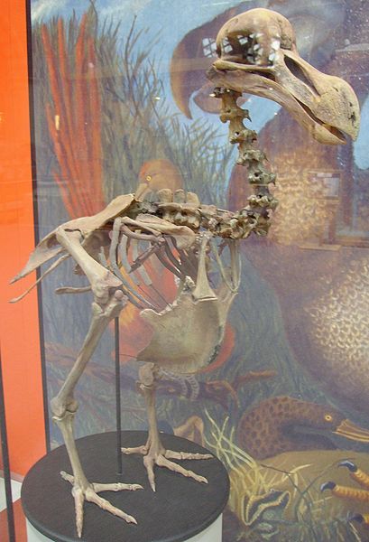 File:Dodo skeleton.JPG