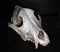 Image 57Frontal view of a dog skull (from Dog anatomy)