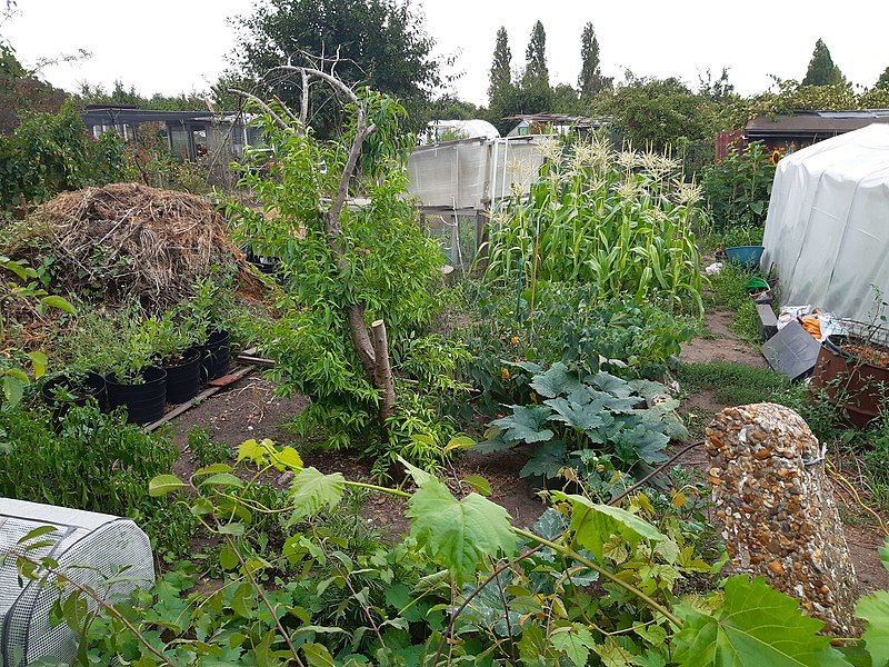 File:Dukes Meadows Allotments.jpg