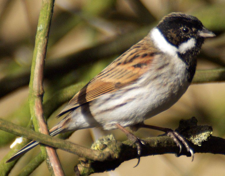 File:Emberiza schoeniclus M.jpg