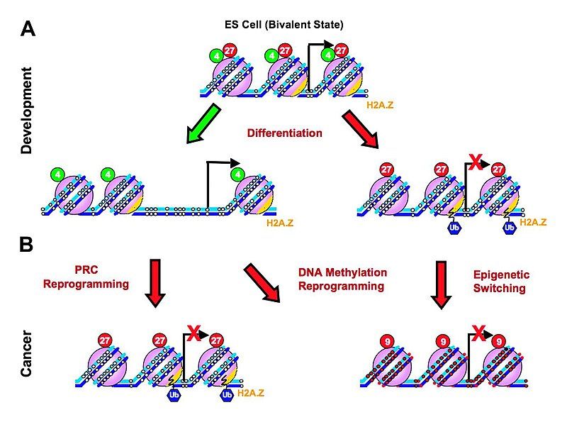 File:Epigenetic therapy diagram.jpg