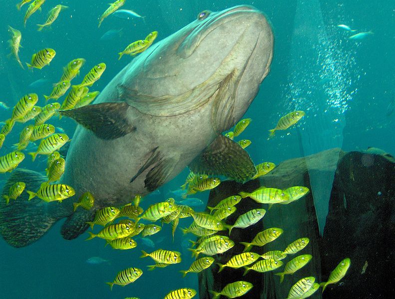 File:Epinephelus lanceolatus.jpg