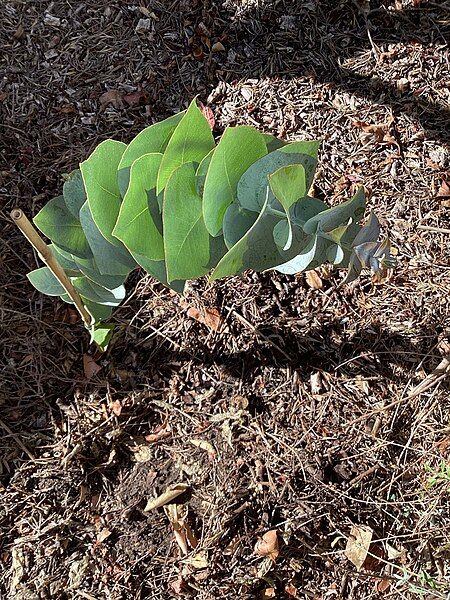 File:Eucalyptus rhodantha sapling.jpg