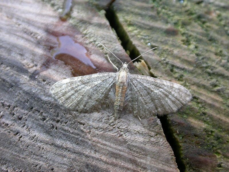 File:Eupithecia haworthiata.jpg