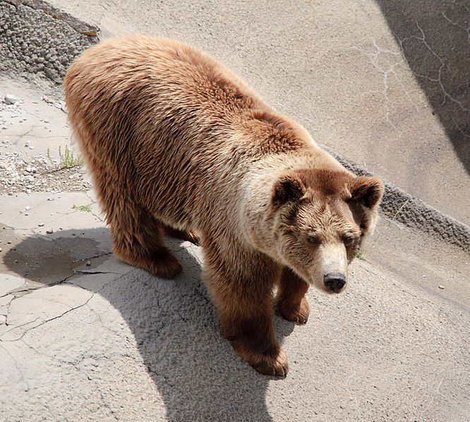 File:Eurasian brown bear.jpg