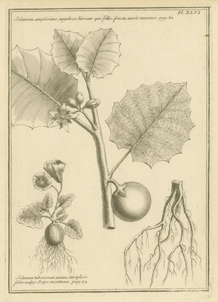 File:Feuillée Solanum.png