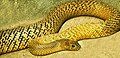 Image 9The world's most venomous snake, based on LD50, is the inland taipan of Australia. (from Venomous snake)