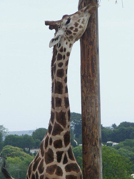 File:Giraffe, Folly Farm.jpg