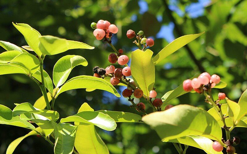 File:Glycosmis trifoliata raintrees.jpg