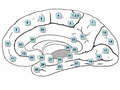 medial surface of the cerebral hemisphere indicating locations of Brodmann's areas.