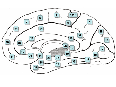 Image mapped Brodmann Areas. Clicking on an area in the picture causes the browser to load the appropriate article.