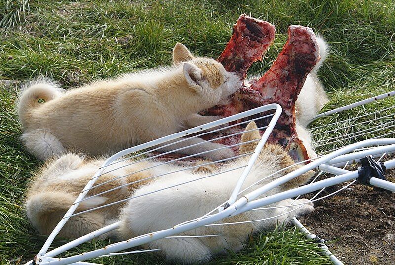 File:Greenland-dog-puppies-eating-muskox.jpg