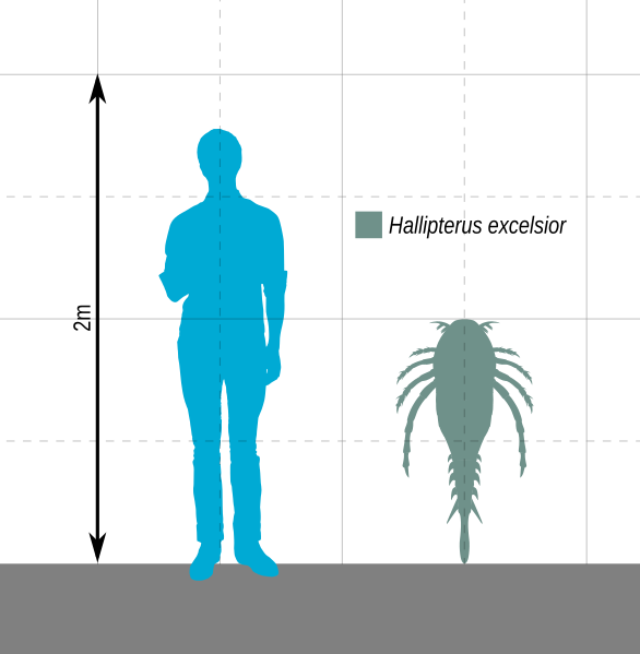 File:Hallipterus Scale.svg