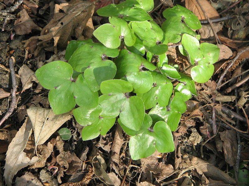 File:Hepatica nobilis leaves.jpg