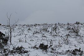 Scrubland under snow