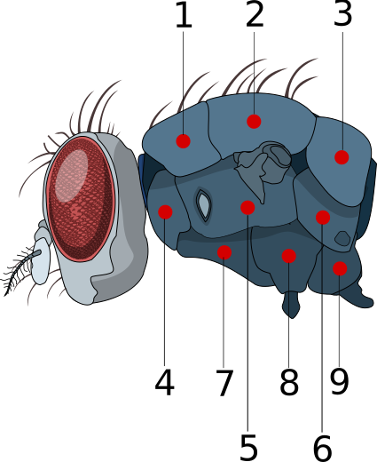 File:Housefly thorax-key.svg