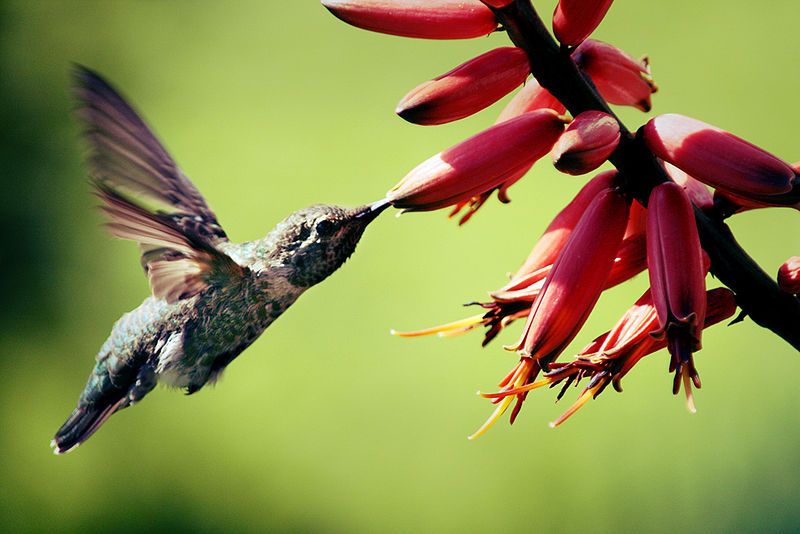 File:Hummingbird Canon XTi.jpg